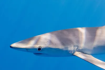 Blue shark ocean experience near Faial