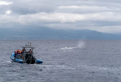 Whale watching boat off the Azores coast
