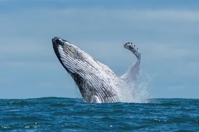 Whale watching boat near Pico island