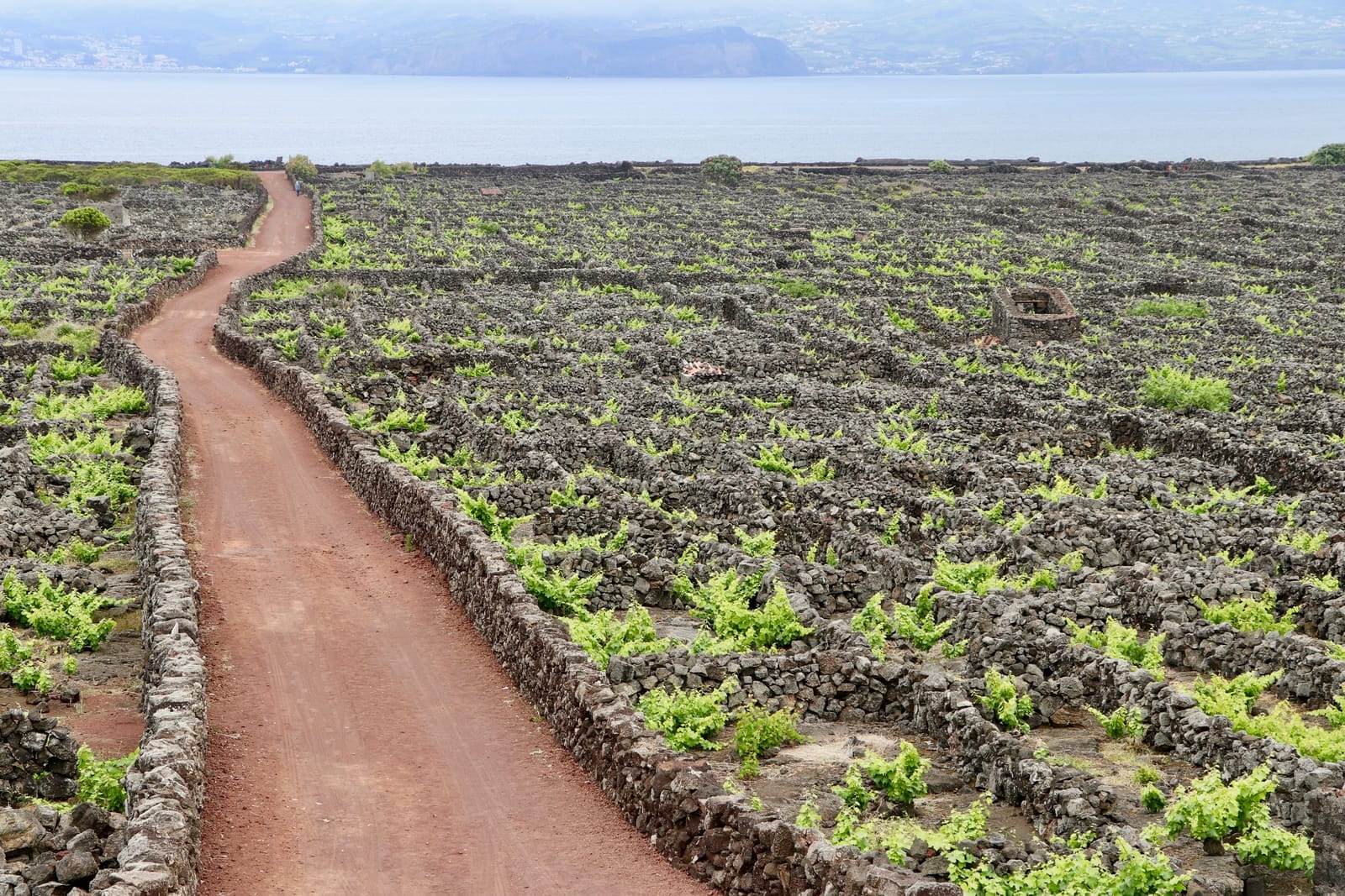 Walled vineyard plots on Pico
